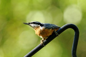 Perched Red Breasted Nuthatch